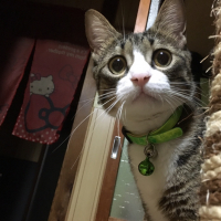 マダラ