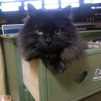 ピぃ助