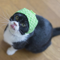 おちび（鶴丸）