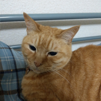 りんしや