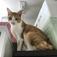 カクテルⅡ(カクツー)