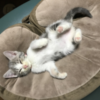 ベル
