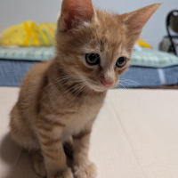 ちゃる