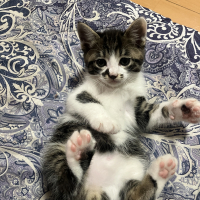 クロ