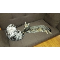 みー