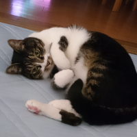 はな