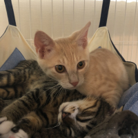 ちくわととろろ