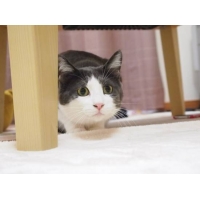 ぽー