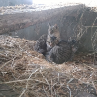 ねね