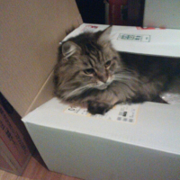 びあん