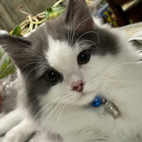 Gino