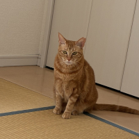 マフィン