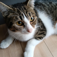 ナギ