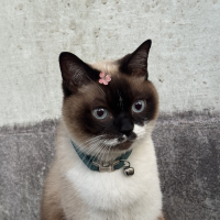 フローラ