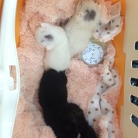 かい君、たく君、ろん君、らいふ君