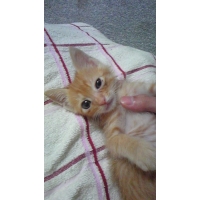 るー