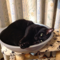 くろ