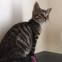 プク