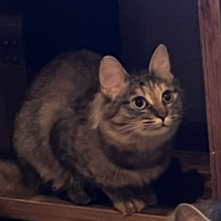 ナラちゃん