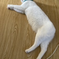 みみ