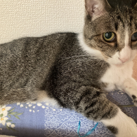 ふく