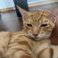 らいおう