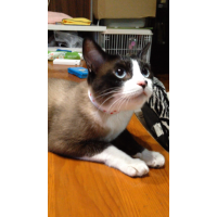 ﾘｵ