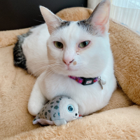 ごましお