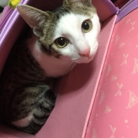 サスケ
