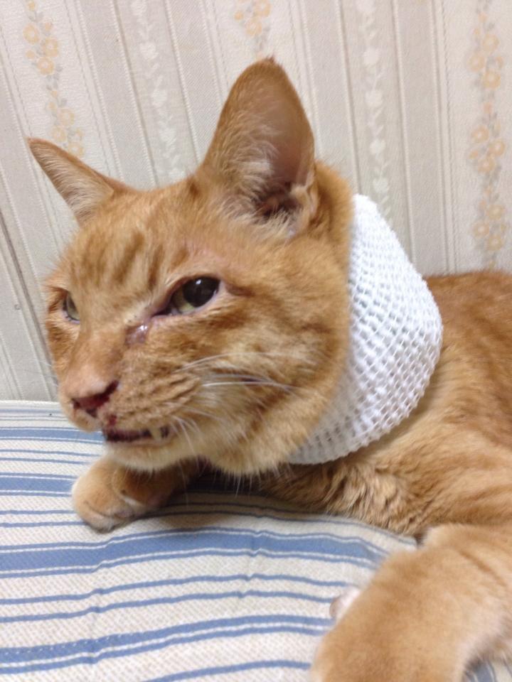 15歳の太郎 ③ - ミドリとナギサさんの猫ブログ - ネコジルシ