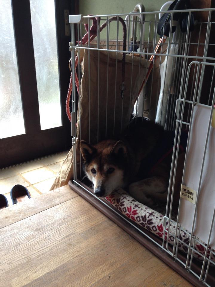 明日 お見合い 犬の ミドリとナギサさんの猫ブログ ネコジルシ