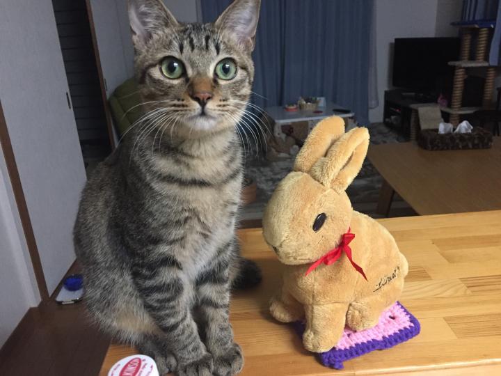 ちびの去勢手術終了 - ネコ二郎さんの猫ブログ - ネコジルシ