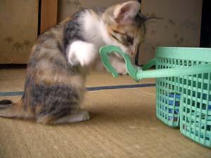 たらこ、個室から出たがる。 - みいた虎猫さんの猫ブログ - ネコジルシ