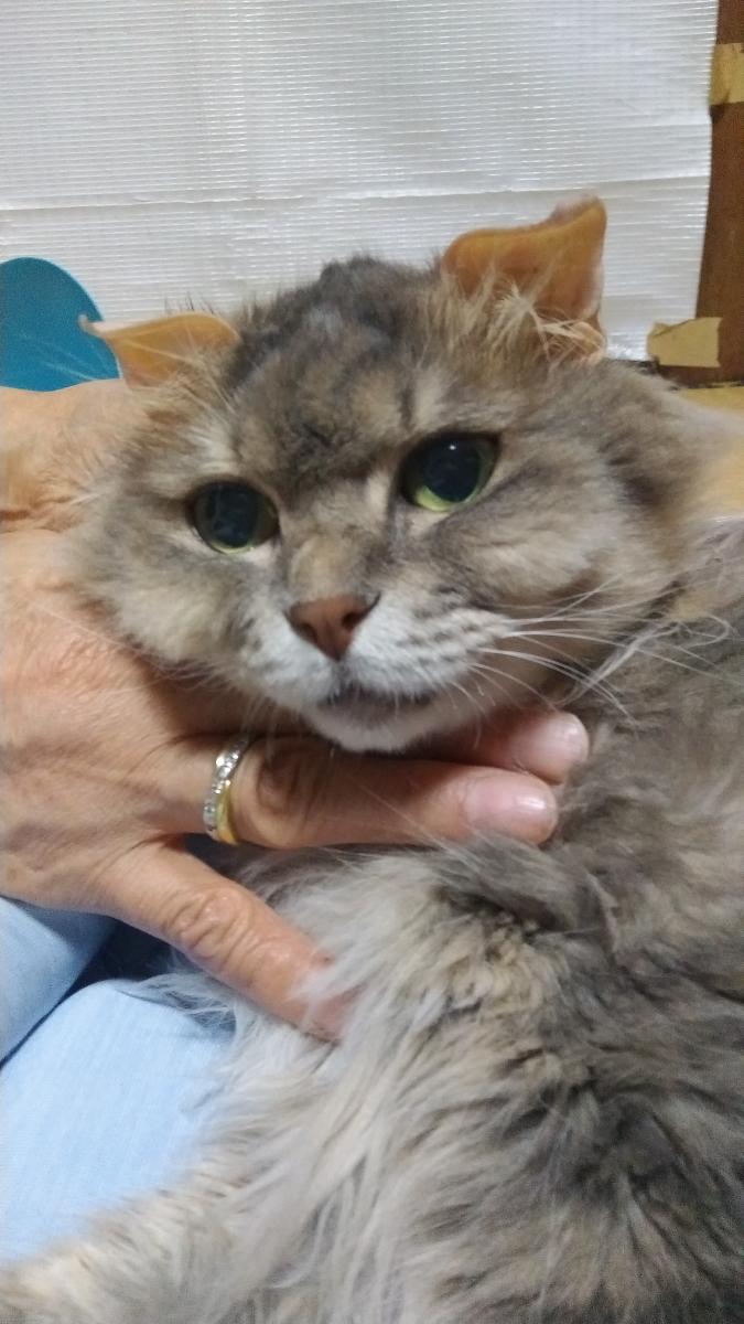 想定外💦 続ブドウ球菌 - めすねこちゃとらさんの猫ブログ - ネコジルシ