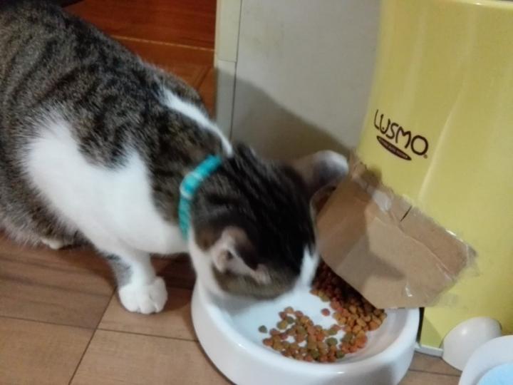 オートフィーダー2 - oz1019さんの猫ブログ - ネコジルシ