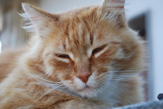 まぬけなネコたち Gattinaさんの猫ブログ ネコジルシ