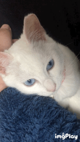 パパとのラブラブタイム リョウワさんの猫ブログ ネコジルシ