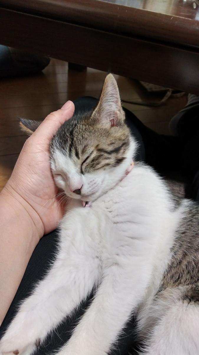 眠い 松田sora さんの猫ブログ ネコジルシ