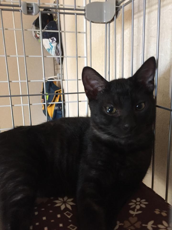 結膜炎 - ゆきナッツさんの猫ブログ - ネコジルシ