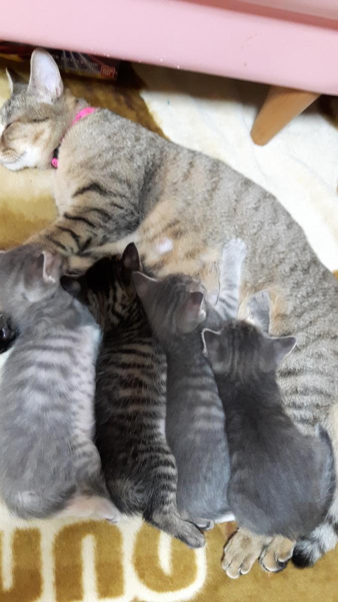 生後1ヶ月 キャットファミリーさんの猫ブログ ネコジルシ