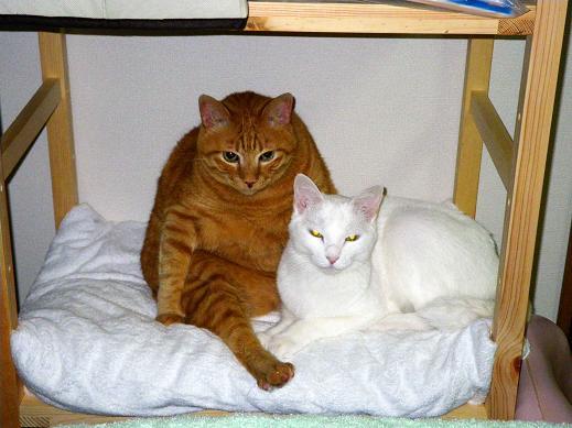 ペット不可物件とペット飼育禁止 - 金太先生さんの猫ブログ - ネコジルシ