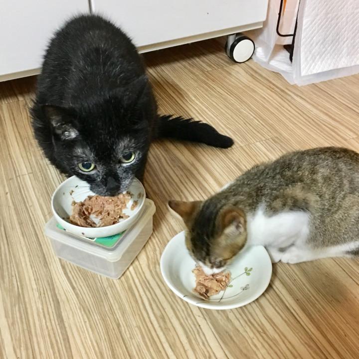 長老おとちゃんと、新入りすず。 - おとちゃんさんの猫日記