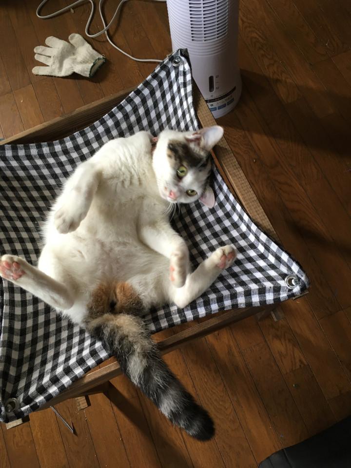 私の昼寝の邪魔をするひとは許さないわ ウンウンさんさんの猫ブログ ネコジルシ