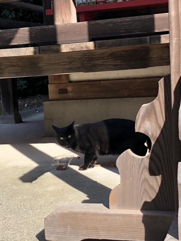 いい感じです あずもちさんの猫ブログ ネコジルシ