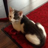 レジンで猫ブローチ - テタテノネコカツさんの猫日記