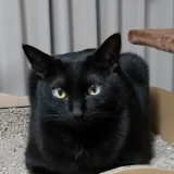 吉川美代子さんの飼い猫ゲンさんに寄せて Genchiさんの猫ブログ ネコジルシ