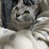 吉川美代子さんの飼い猫ゲンさんに寄せて Genchiさんの猫ブログ ネコジルシ