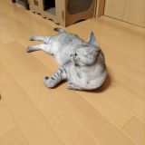 吉川美代子さんの飼い猫ゲンさんに寄せて Genchiさんの猫ブログ ネコジルシ