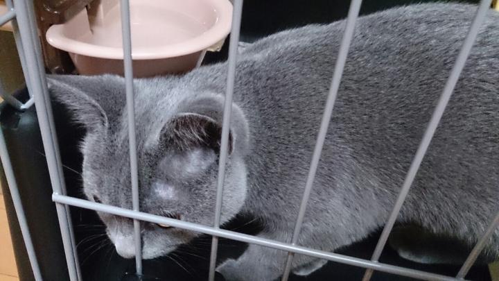 はげちゃびん ちょいちょいさんの猫ブログ ネコジルシ