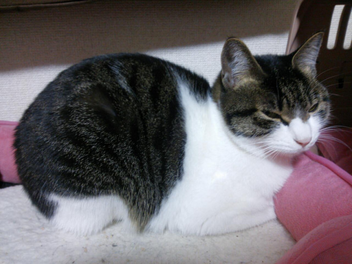 セロトニンてニャンだ？？ - なおisさんの猫ブログ - ネコジルシ